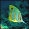 Butterflyfish